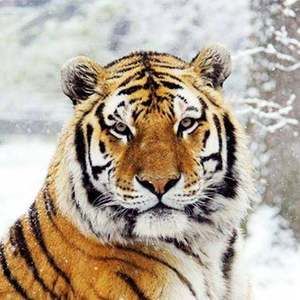 Meet your Posher, Aliz